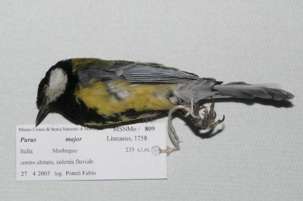 Parus major