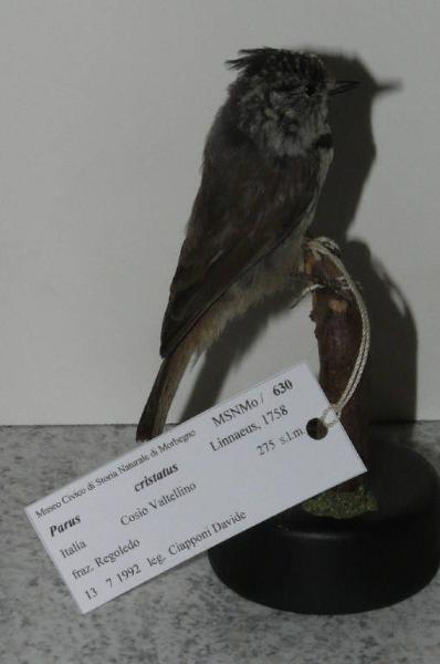 Lophophanes cristatus