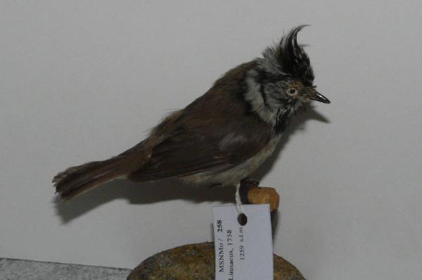 Lophophanes cristatus