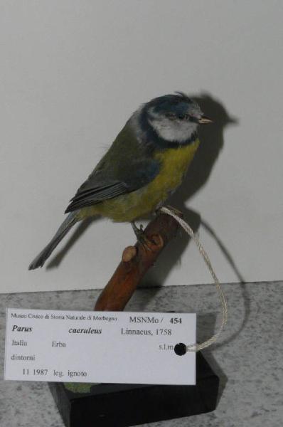 Cyanistes caeruleus