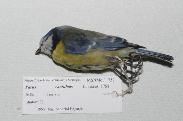 Cyanistes caeruleus