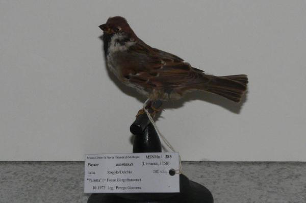 Passer montanus