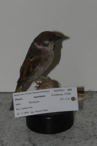 Passer montanus