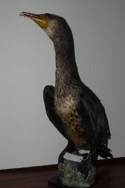 Phalacrocorax carbo