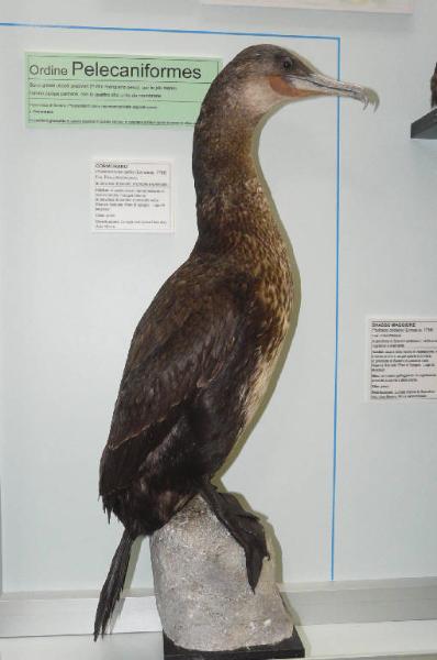 Phalacrocorax carbo