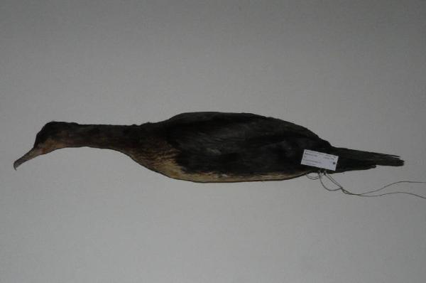 Phalacrocorax carbo