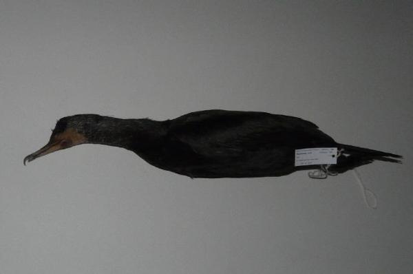 Phalacrocorax carbo