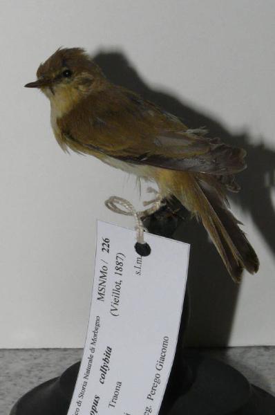 Phylloscopus collybita