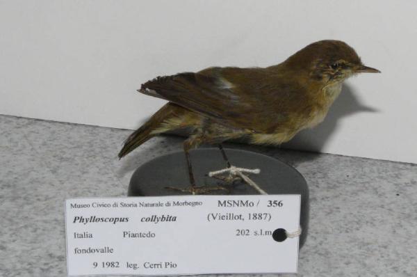 Phylloscopus collybita