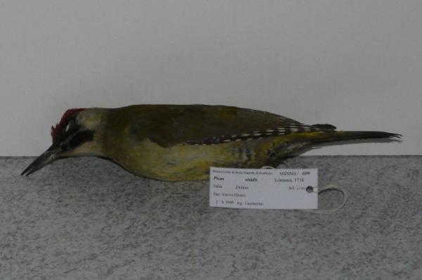 Picus viridis