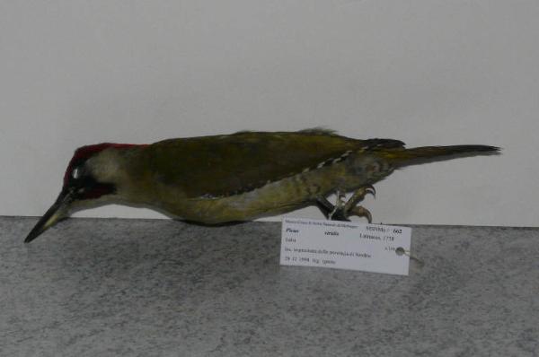 Picus viridis