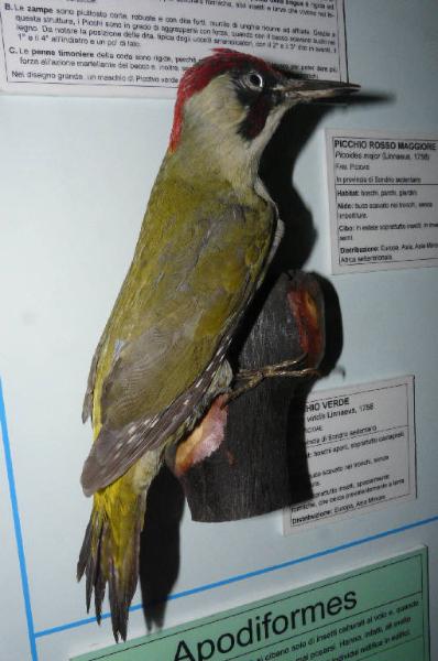 Picus viridis