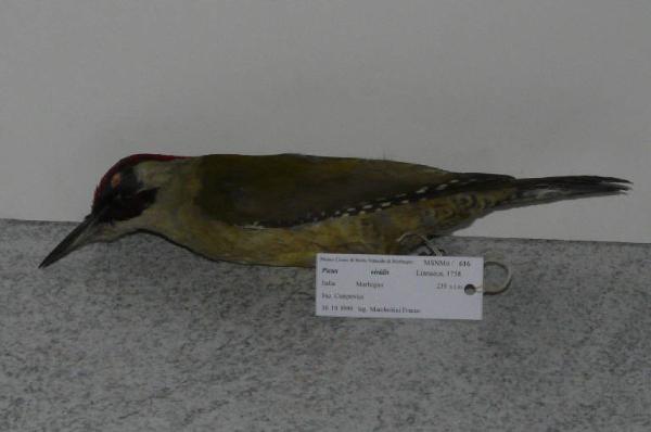 Picus viridis