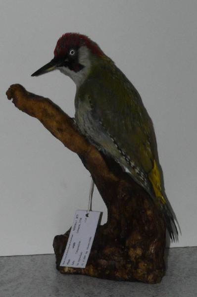 Picus viridis