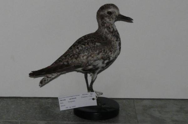 Pluvialis squatarola