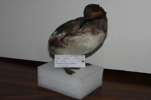 Podiceps nigricollis