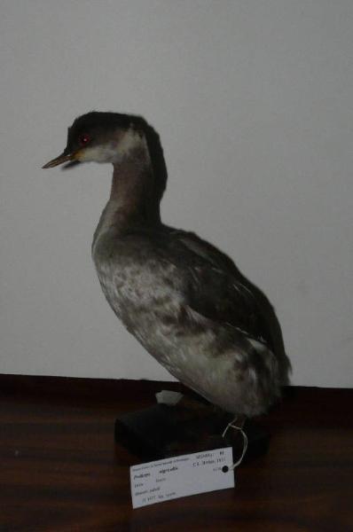 Podiceps nigricollis