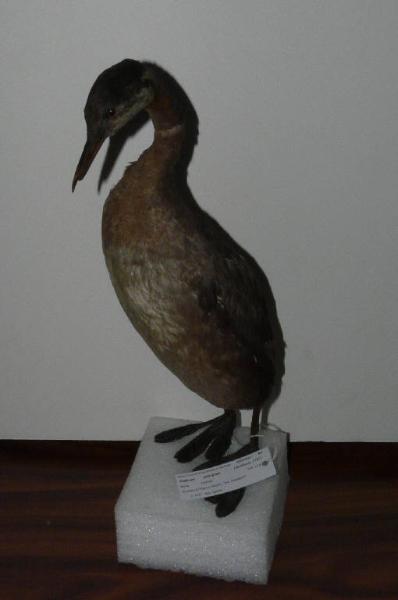 Podiceps grisegena