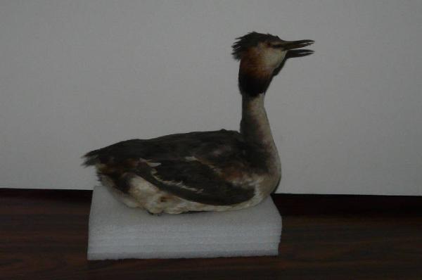 Podiceps cristatus