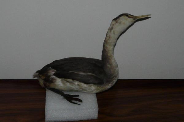 Podiceps cristatus