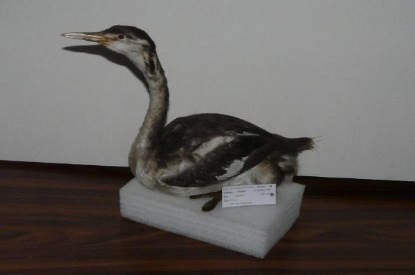 Podiceps cristatus