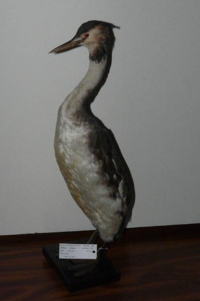 Podiceps cristatus