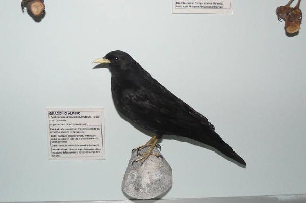 Pyrrhocorax graculus