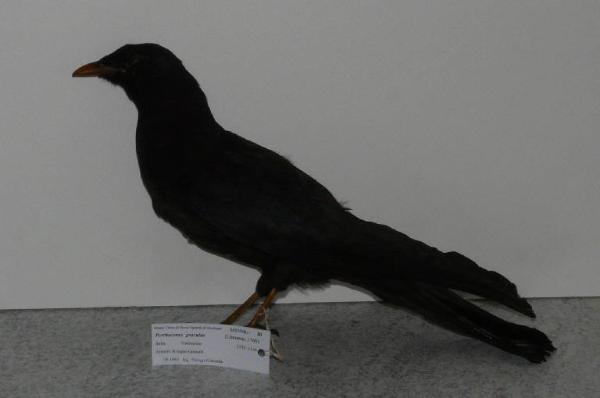 Pyrrhocorax graculus