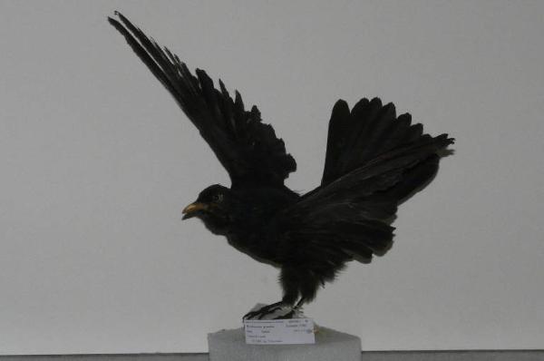 Pyrrhocorax graculus