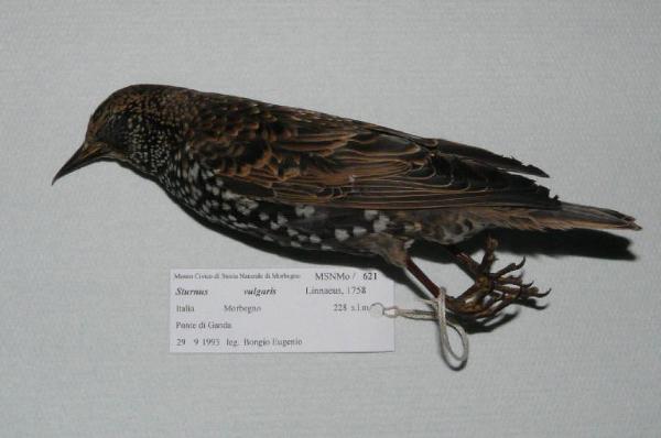 Sturnus vulgaris