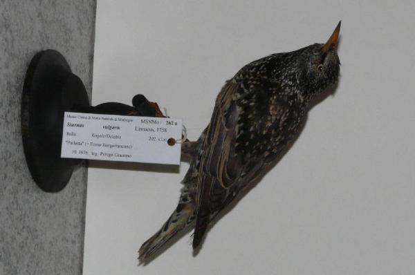 Sturnus vulgaris