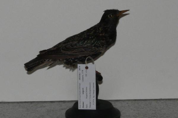 Sturnus vulgaris