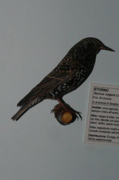 Sturnus vulgaris