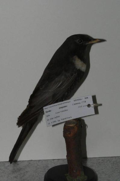 Turdus torquatus