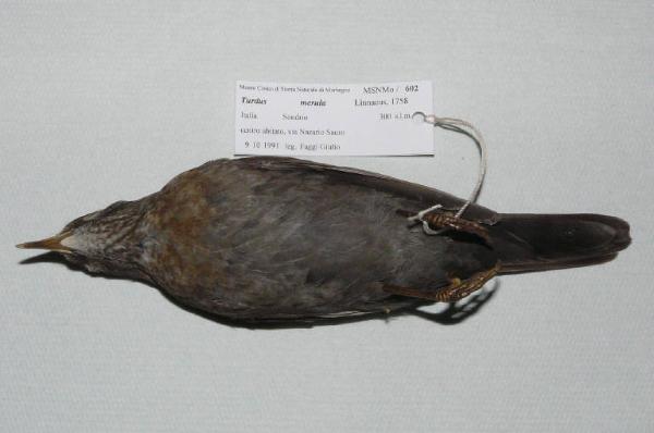 Turdus merula