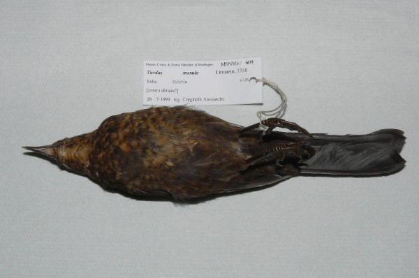 Turdus merula