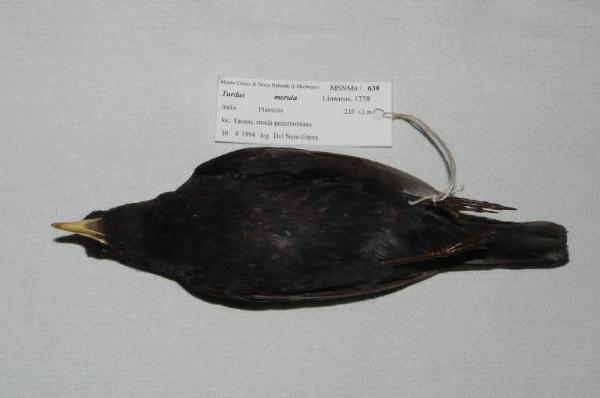 Turdus merula