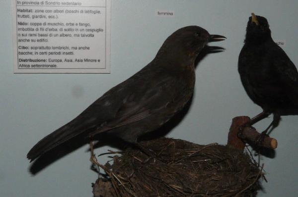 Turdus merula