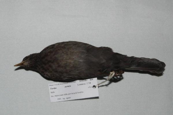 Turdus merula