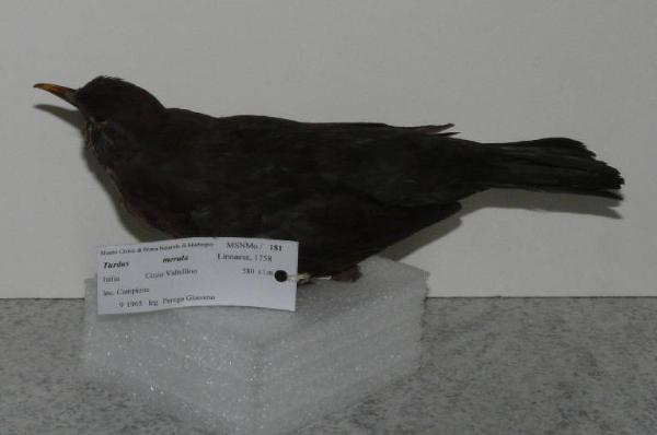 Turdus merula