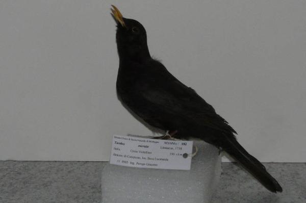 Turdus merula