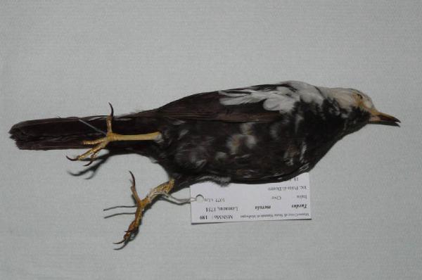 Turdus merula