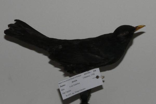 Turdus merula