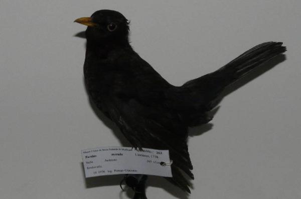 Turdus merula