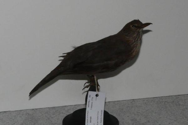 Turdus merula