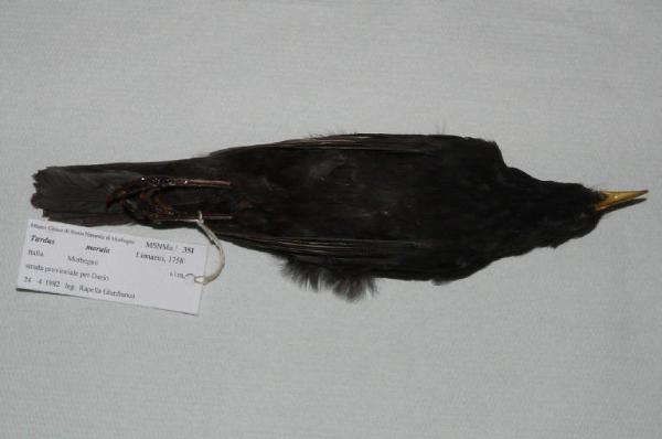 Turdus merula