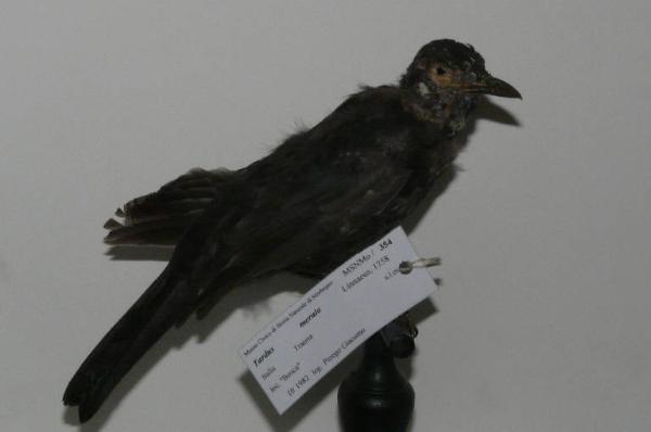 Turdus merula