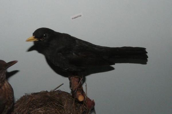 Turdus merula