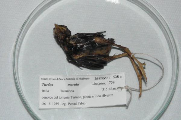 Turdus merula