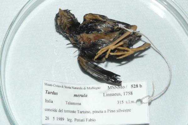 Turdus merula